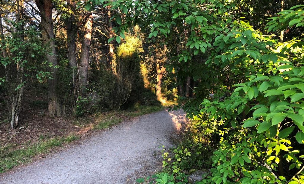 Pathway in the middle of lush vegetation in the evening sun in Virnamäki park, Halinen.