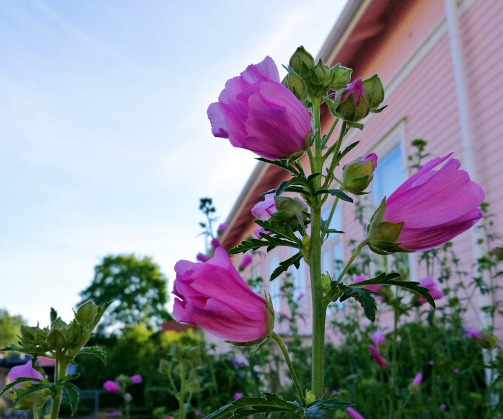 Violetti kukka vaaleampunaisen puutalon edustalla Turun Portsassa.