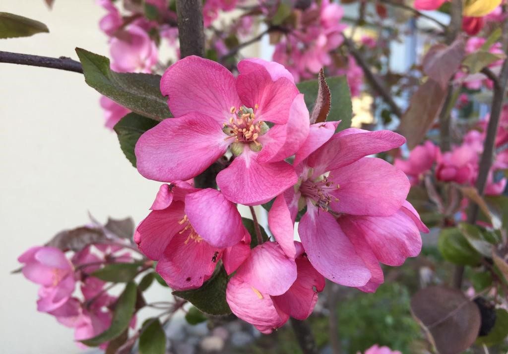 Pinkin värisiä koristeomenapuiden kukkia Katariinanlaakson asuinalueella Turussa. 