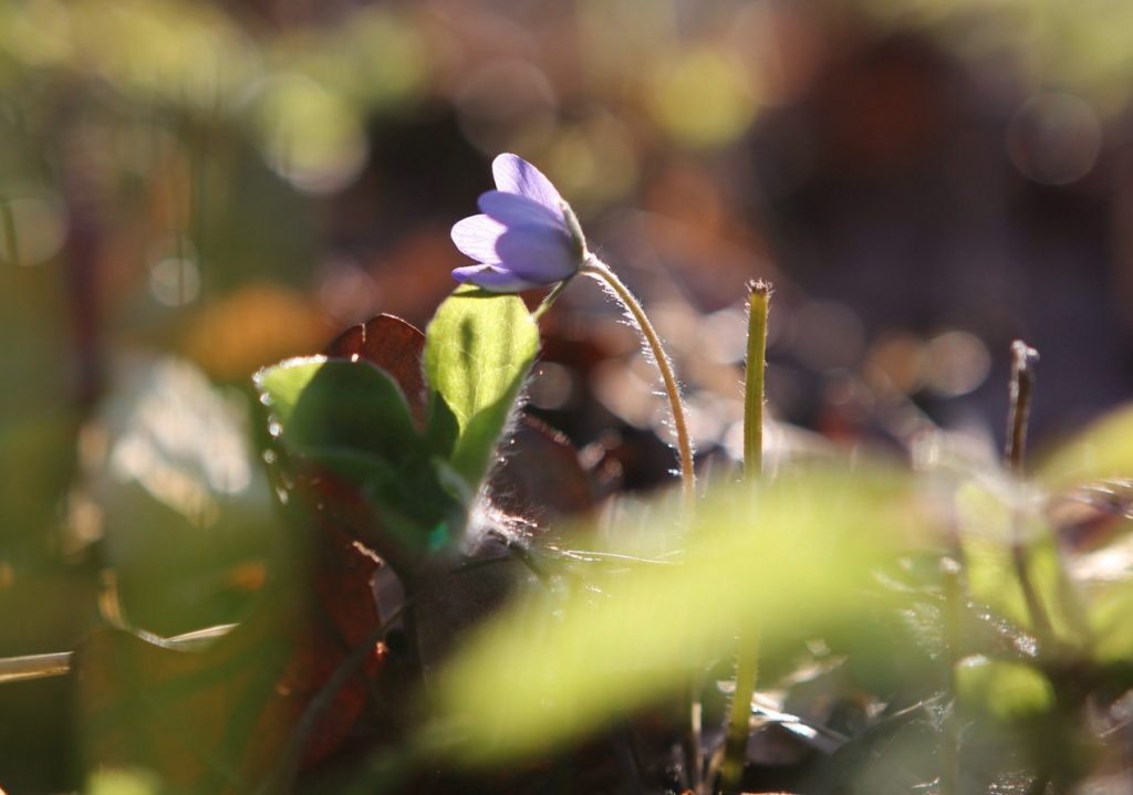 A violet-blue flower in the nature of Ruissalo. 