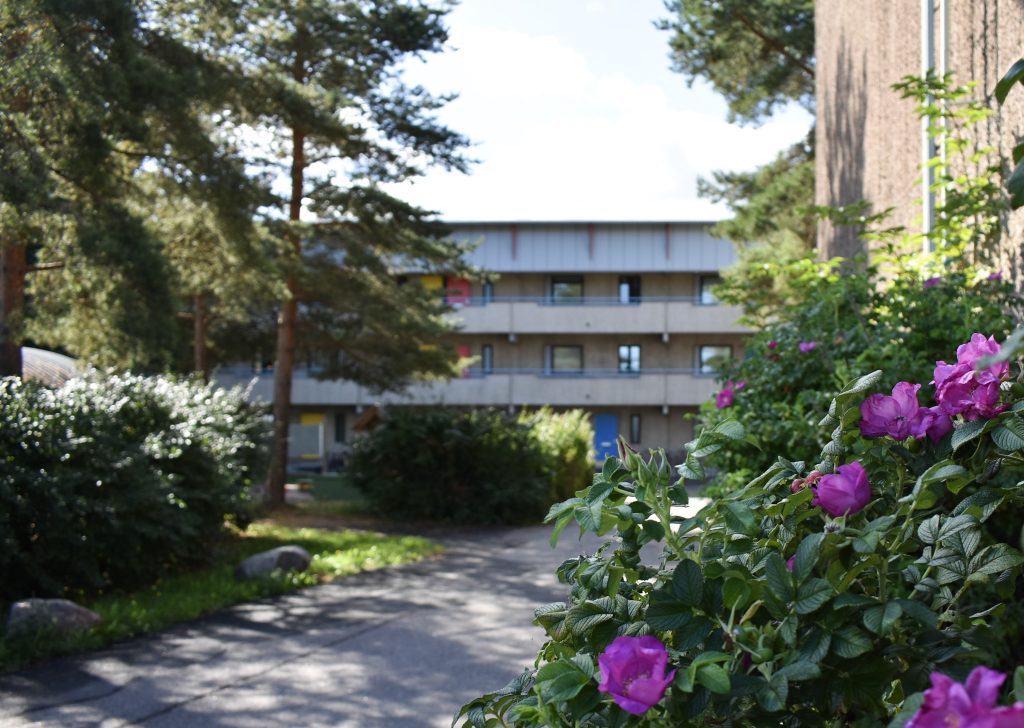 Rose bushes in front of grey apartment buildings in Student Village.