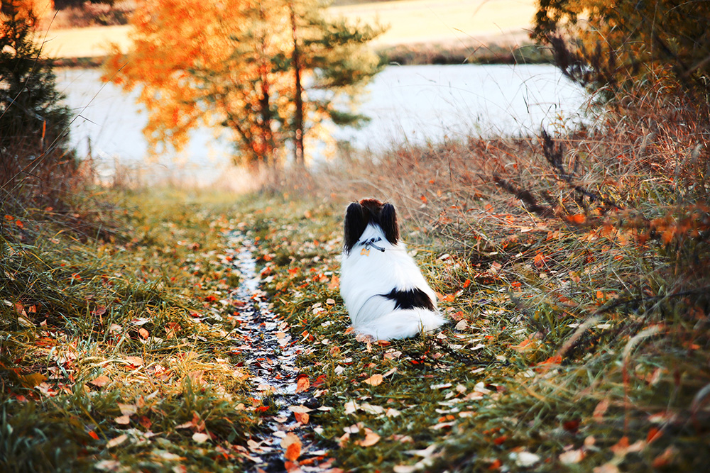 Pieni rusekavalkoinen pitkäkarvainen koira istuu polun vieressä katsoen kohti Aurajokea ja luontoa syksyn väreissä Halisissa. 