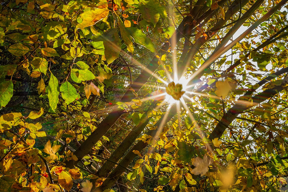 Putoavan lehden takaa heijastuu auringo värikkäässä syysmetsässä Ruissalossa Turussa. 
