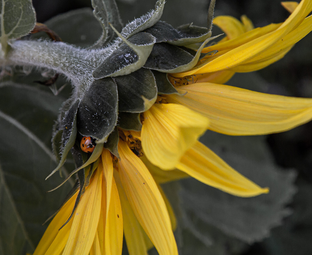 A ladybug is hiding behind the flower petals of a bright yellow sunflower.