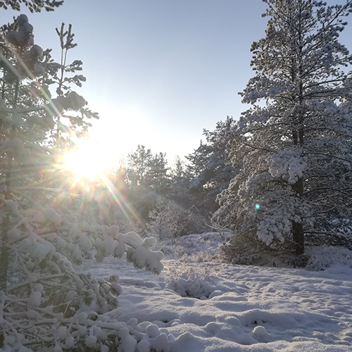 Luminen maisema Ilpoisten metsässä. Maassa ja puiden oksilla on lunta ja aurinko paistaa.