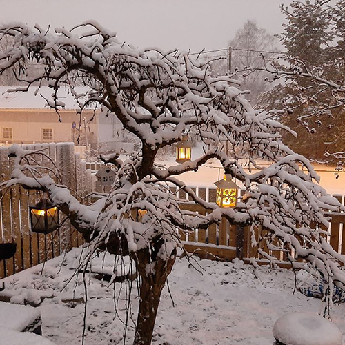 Turun Raunistulassa takapihalla lumen peittämiä oksia, joilla roikkuu kauniita lyhtyjä. Ilta alkaa hämärtyä.