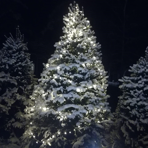 A spruce covered with snow and lights.
