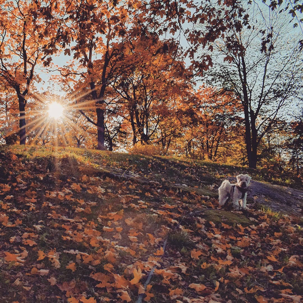 Valkoinen koira syksyn lehtien seassa auringonpaisteessa Samppalinnan mäellä Turussa.