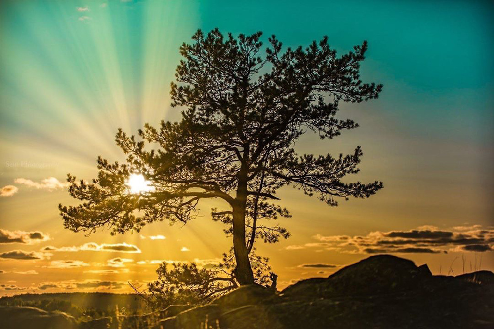 A pine tree is standing on a rocky hill in Turku and the Sun is shining through its branches and colouring the sky with blue and yellow.
