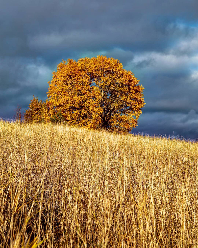 Keltaisen pellon takana seisoo pyöreä syksyn kellastama puu vasten synkkää taivasta Halisten asuinalueella Turussa. 