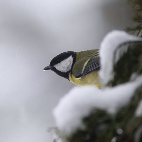 A great tit on the branch of a spruce covered by snow.