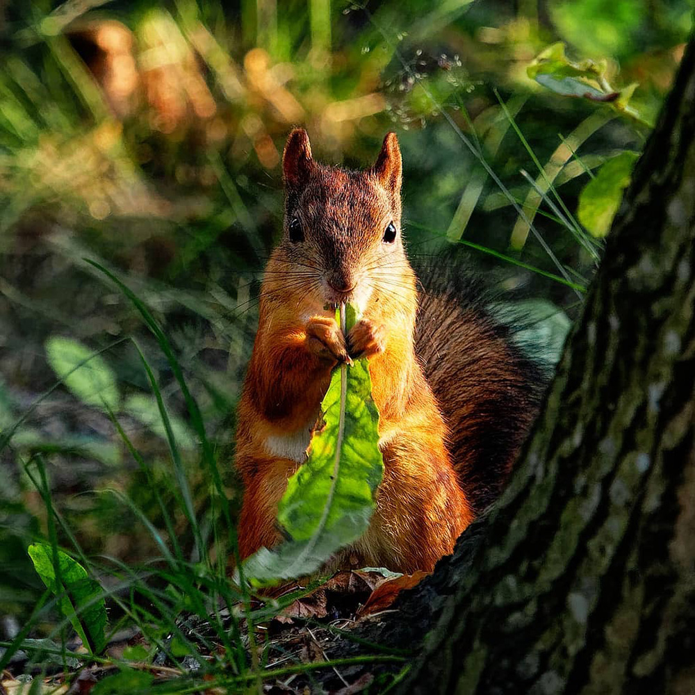 Orava syömässä voikukan lehteä puun juurella auringossa. 