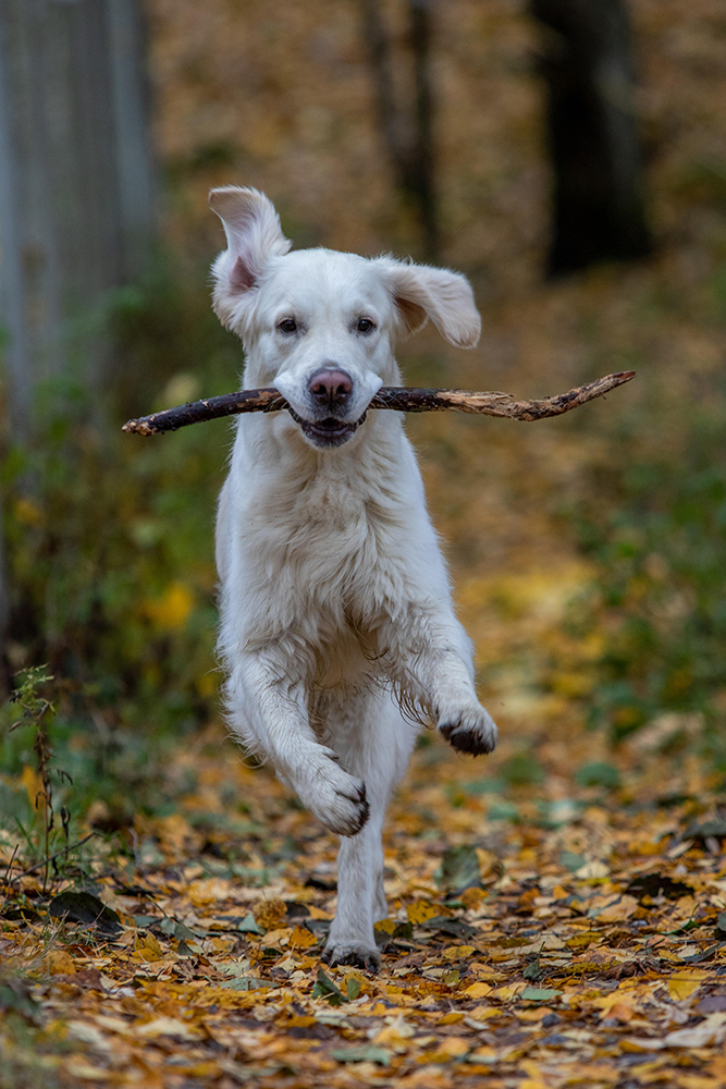 Valkoinen koira juoksee kohti kameraa keppi suussaan Kaarinan Vaarniemen lenkkipoluilla syksyn lehtien päällä.