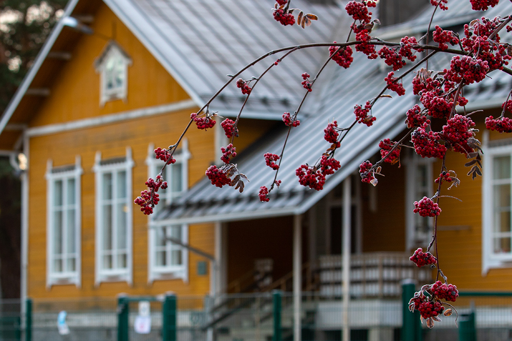 Punaiset pihlajanmarjat roikkuvat keltaisen puutalon edessä Kaarinassa Piispanristin asuinalueella. 
