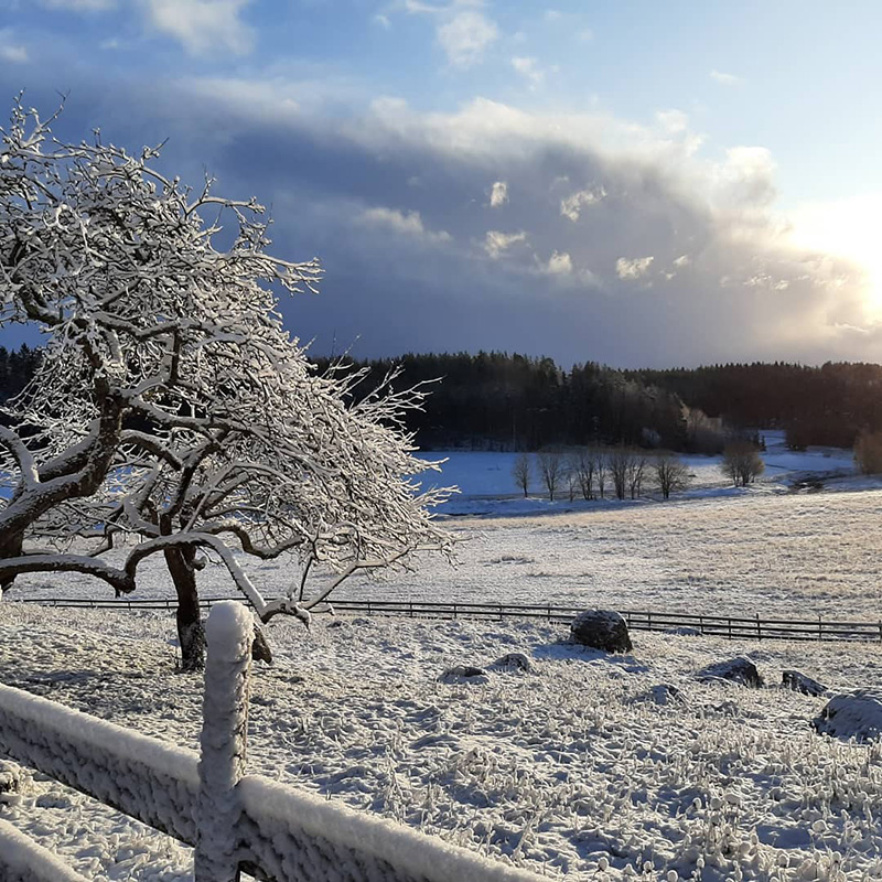 Turun Kuralan talvinen laidun, jonka poikki kulkee aita, etualalla on puu lumisine oksineen ja kaukana kohoaa metsä.