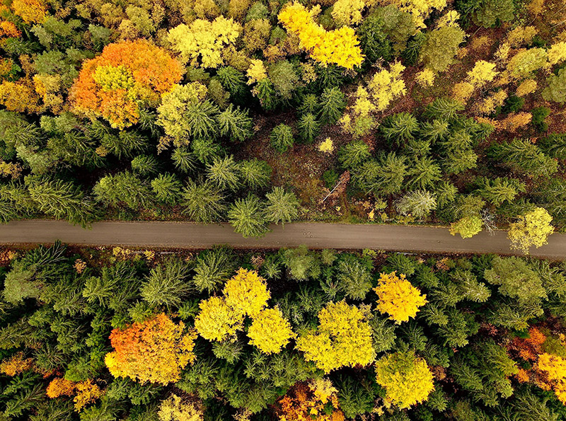 An aerial photo of a forest with colourful trees and a path in Hirvensalo in Turku in the autumn.