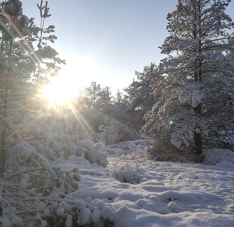 Luminen metsä ja kameran linssiin heijastuva aurinko Ilpoisten asuinalueella Turussa.
