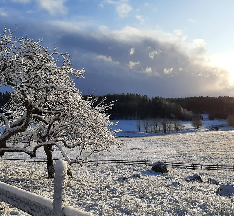 Turun Kuralan laitumelta talvinen kuva, jossa laitumen aita kulkee kuvan poikki, etualalla on puu lumisine oksineen ja kaukana kohoaa metsä.