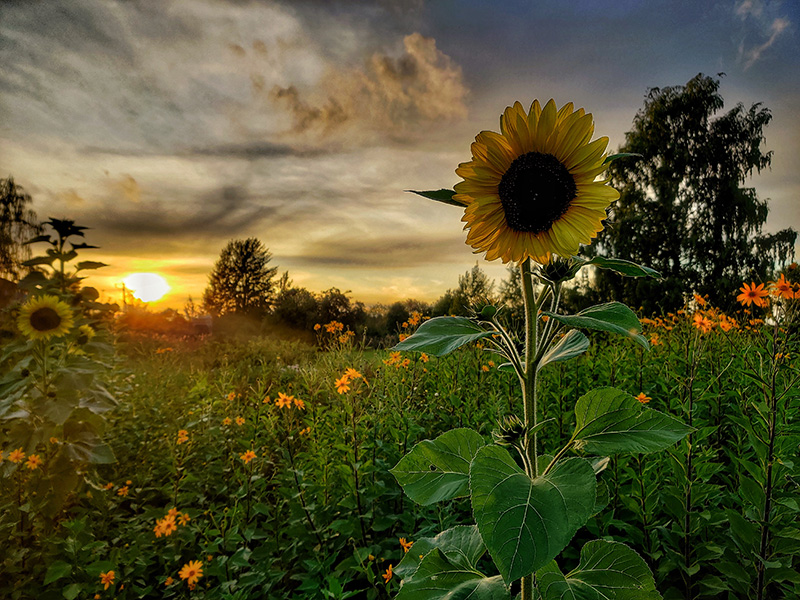 A sunflower and a green verdant field behind it in the sunset in Halinen, Turku. 