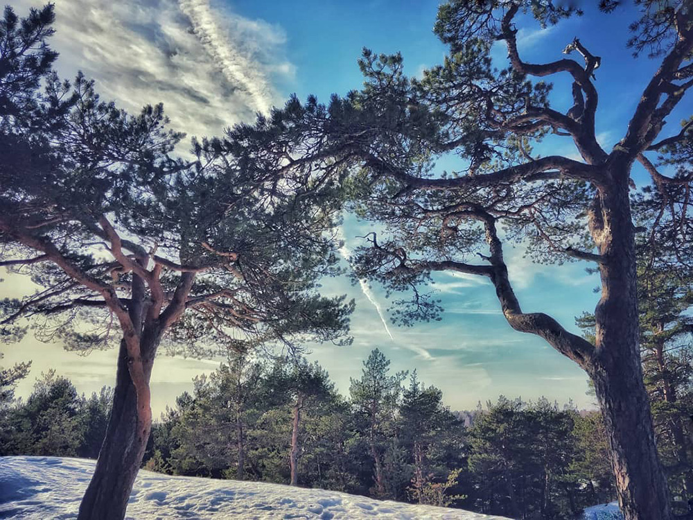 Two pine trees standing on a hill in Pääskyvuori in Turku in the wintertime.