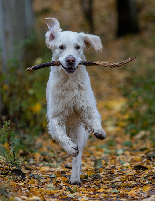 Valkoinen koira juoksee kohti kameraa keppi suussaan Kaarinan Vaarniemen lenkkipoluilla syksyn lehtien päällä.