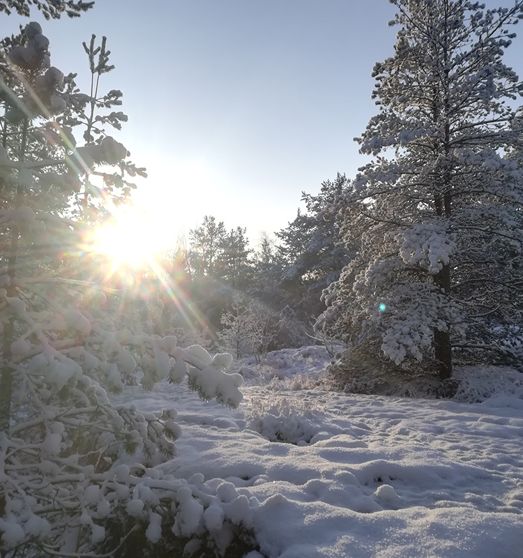 Muutama tykkylumen peittämä puu Ilpoisten metsässä talvella auringonpaisteessa Turussa. 
