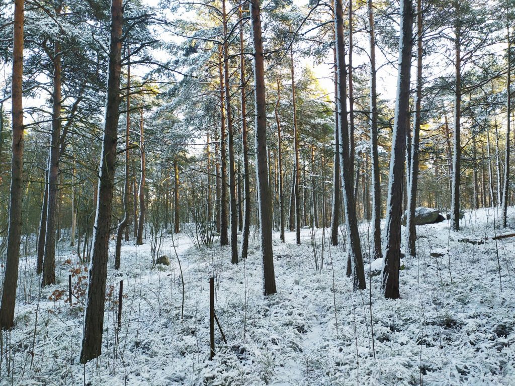 The forest of Luolavuori in the wintertime on a sunny day. There is snow on the ground and pine trees.