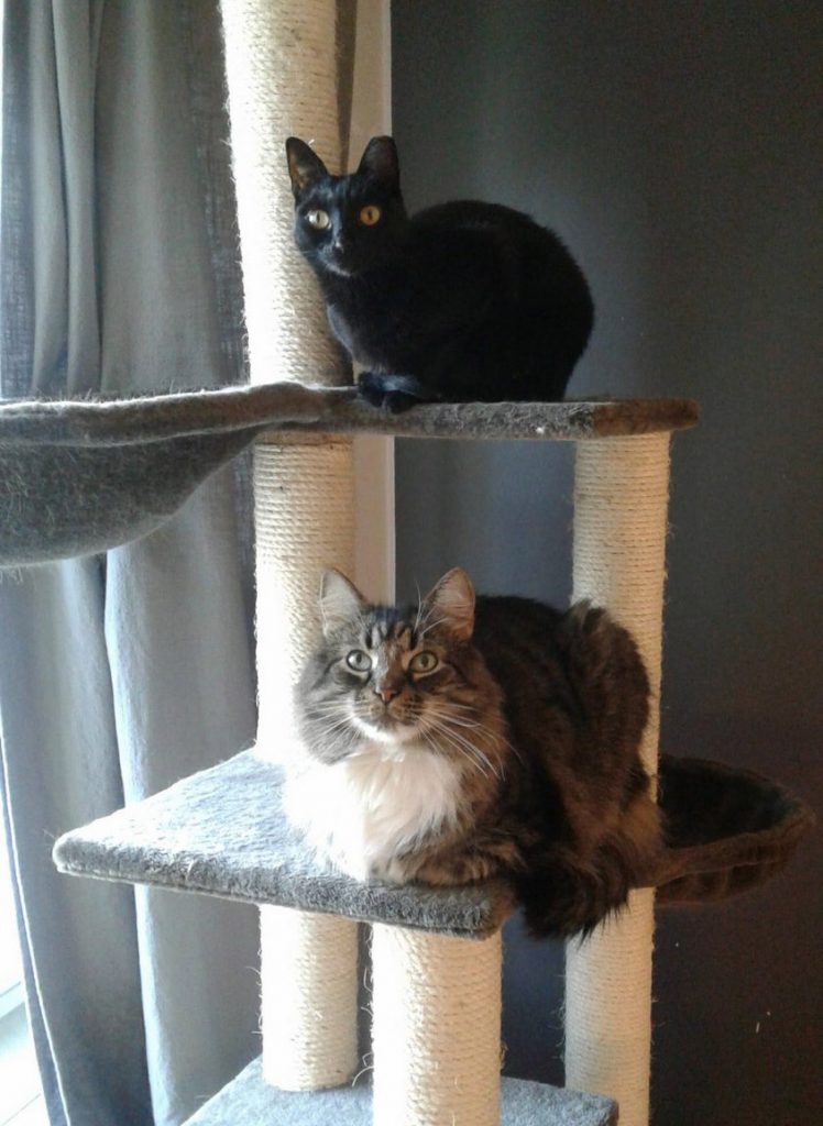 Vanessan kaksi kissaa hänen asunnossaan Yo-talossa Turussa.