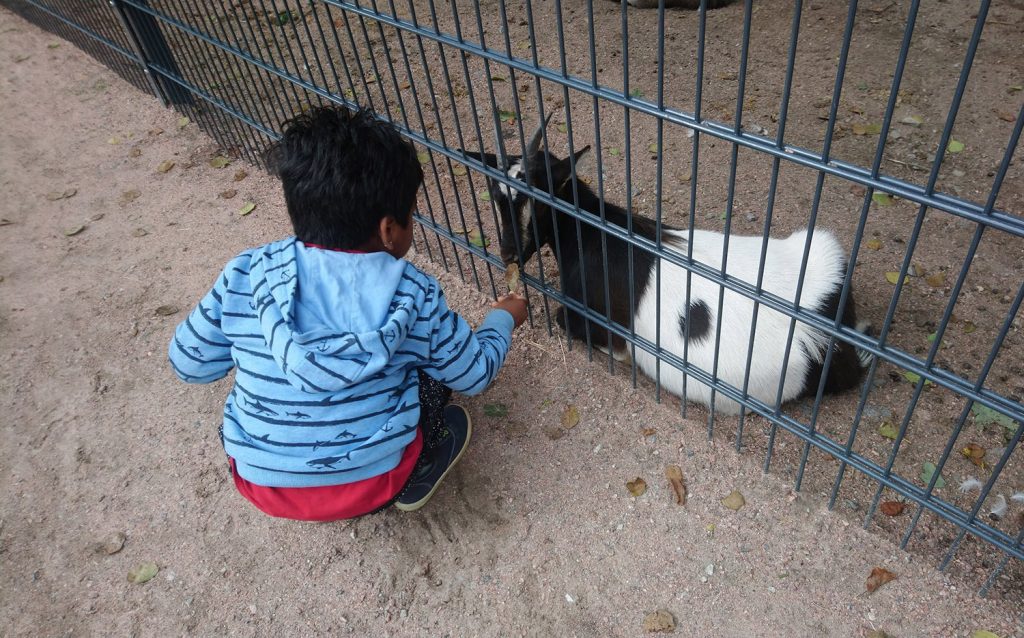 Swathi's son is petting a goat at the Kupittaa animal park.