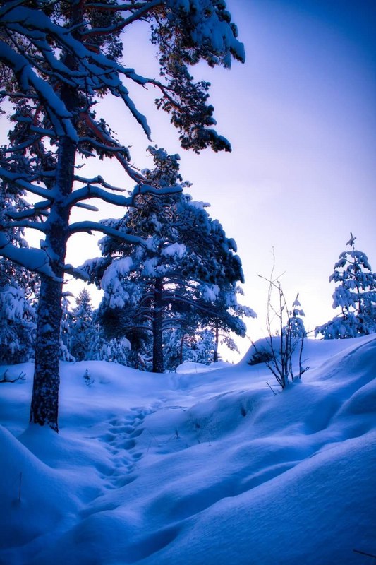 Runsas lumi peittää maan ja paljastaa pienen eläimen jäljet Kaarinan Kesämäessä ja puiden oksat ovat tykkylumen peitossa.