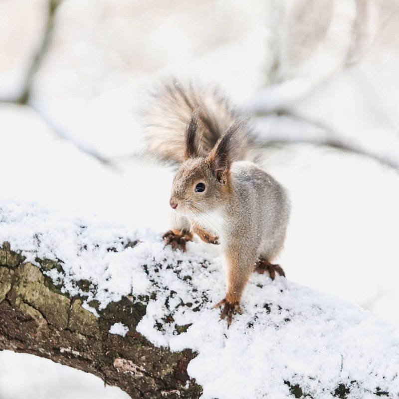 Pieni orava lähikuvassa lumisen oksan päällä Kaarinan metsässä.