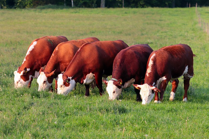 Viisi Hereford karjarodun lehmää suorassa rivissä syömässä ruohoa kesäisenä päivänä Kaarinan Tuorlassa.