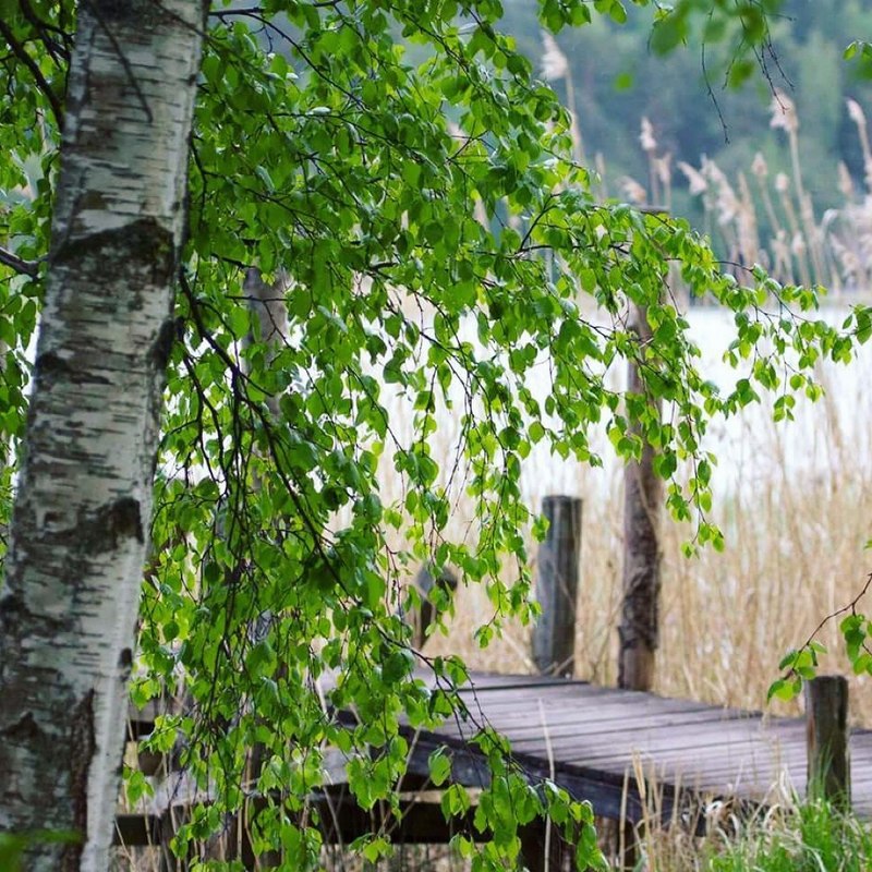 Koivun lehdet ovat täydessä kukoistuksessaan ja sen takana näkyy puinen laituri Voivalan rannassa Kaarinassa meren äärellä. 