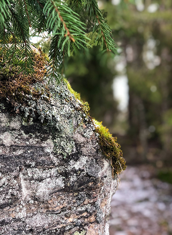 A big rock covered with moss in Torppala, Kaarina.