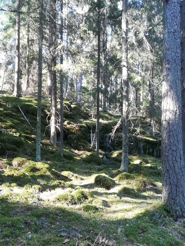 Valo leikkii metsässä Turun Mälikkälässä.