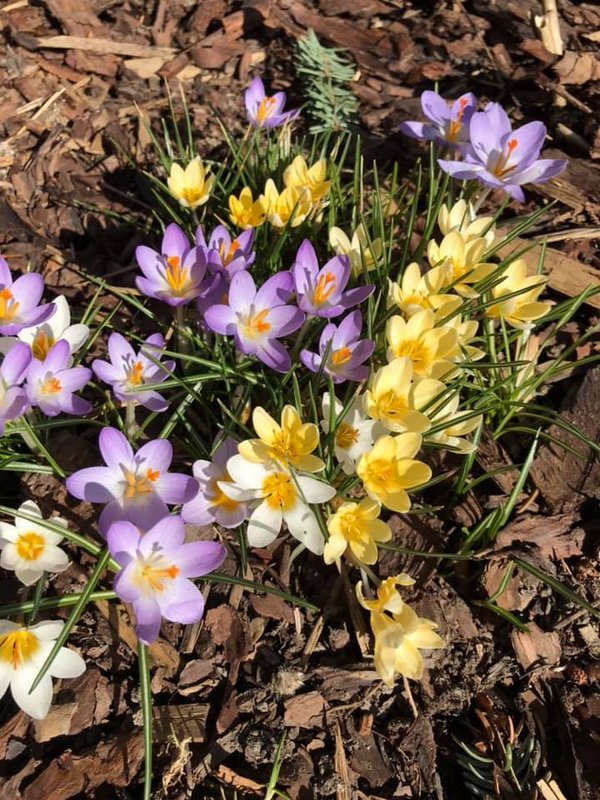Keltaisia ja violetteja kevään kukkasia Turun Vaalassa.