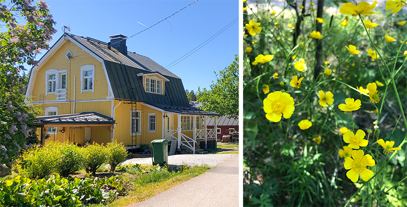 Vasemmalla keltainen mansardikattoinen talo Kaarinan Littoisissa ja oikealla keltaisia leinikkejä