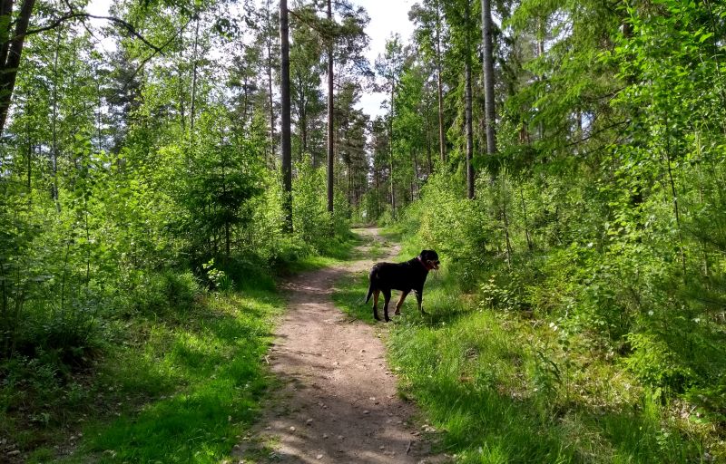 Turun Varissuota ympäröi rehevät metsät. Lenkkipolulla musta koira.