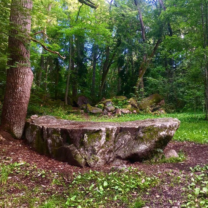 A rock in the forest.