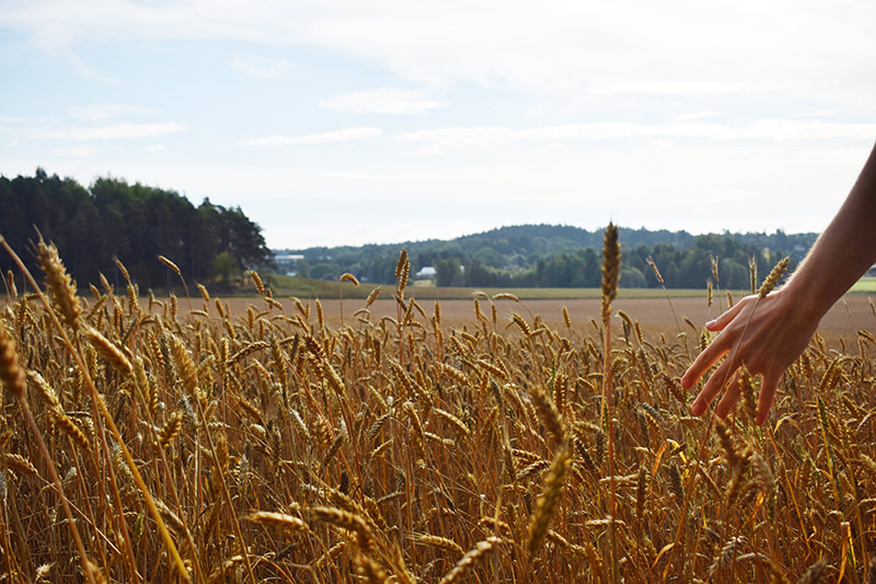Etualalla on näkymä kypsyneestä vehnäpellosta elokuussa Turun Halisissa. Taustalla näkyy taivasta ja metsää.