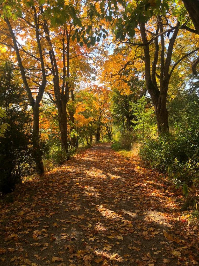 A forest path in Rauhalinna in Kaarina that has autumn leaves covering it and colorful leafy trees around it.