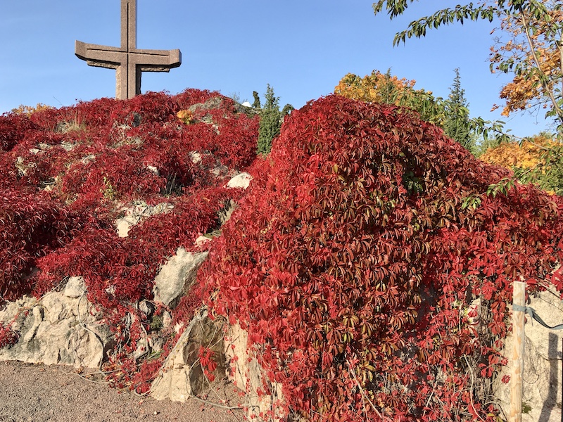 Punaisten köynnösten peittämät kalliot, joiden takaa kohoaa Raision kirkkomaan risti.