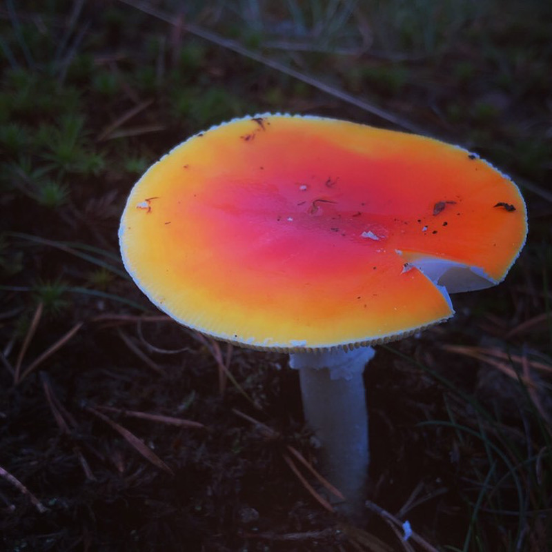 Neon-väreissä hohtava sieni tummassa metsässä.