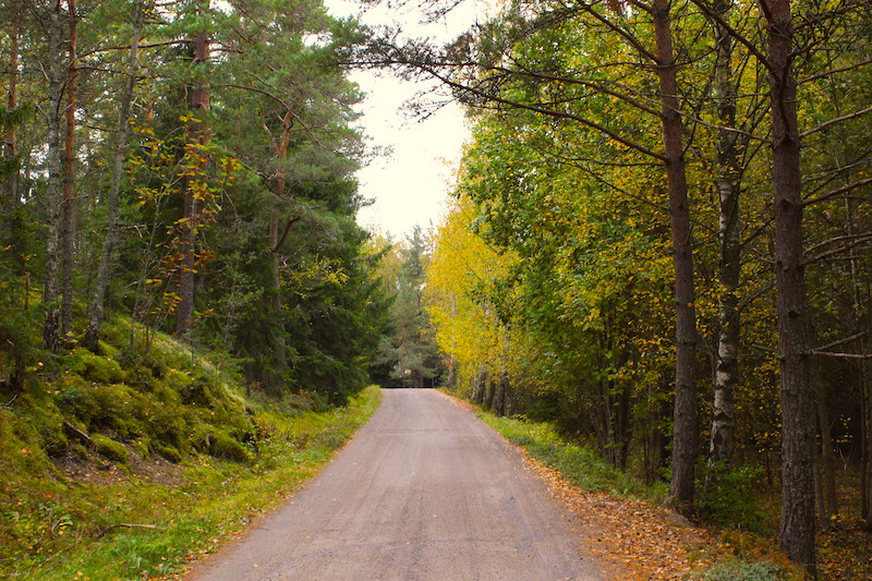 A dirt road through the woods of pine trees and birches.