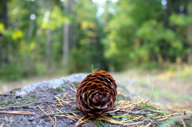 A close picture of a pine cone on the ground.