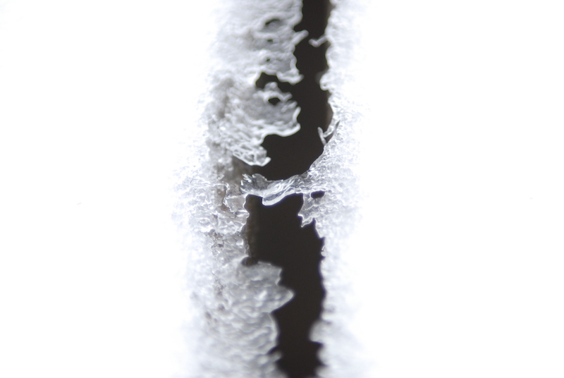 Makrokuva mustasta raosta hohtavan valkoisessa lumessa.