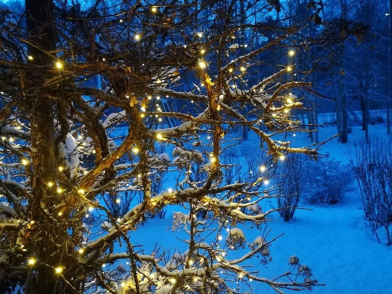 Jouluvaloja puun oksilla kylmän sinistä lumista taustaa vasten.