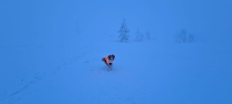 Koira keskellä lumista maisemaa.