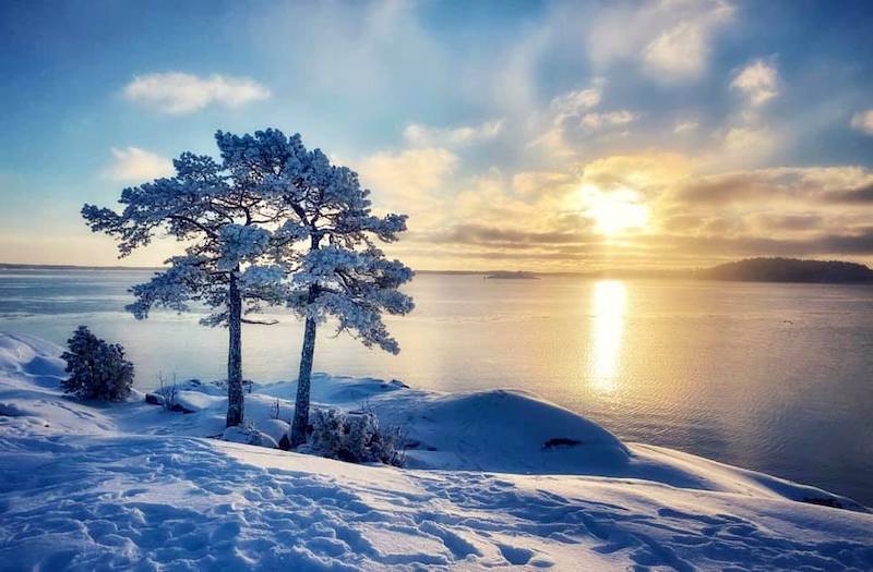 Kaksi puuta lumisessa maisemassa Ruissalon Saaronniemen nokassa meren rannalla.