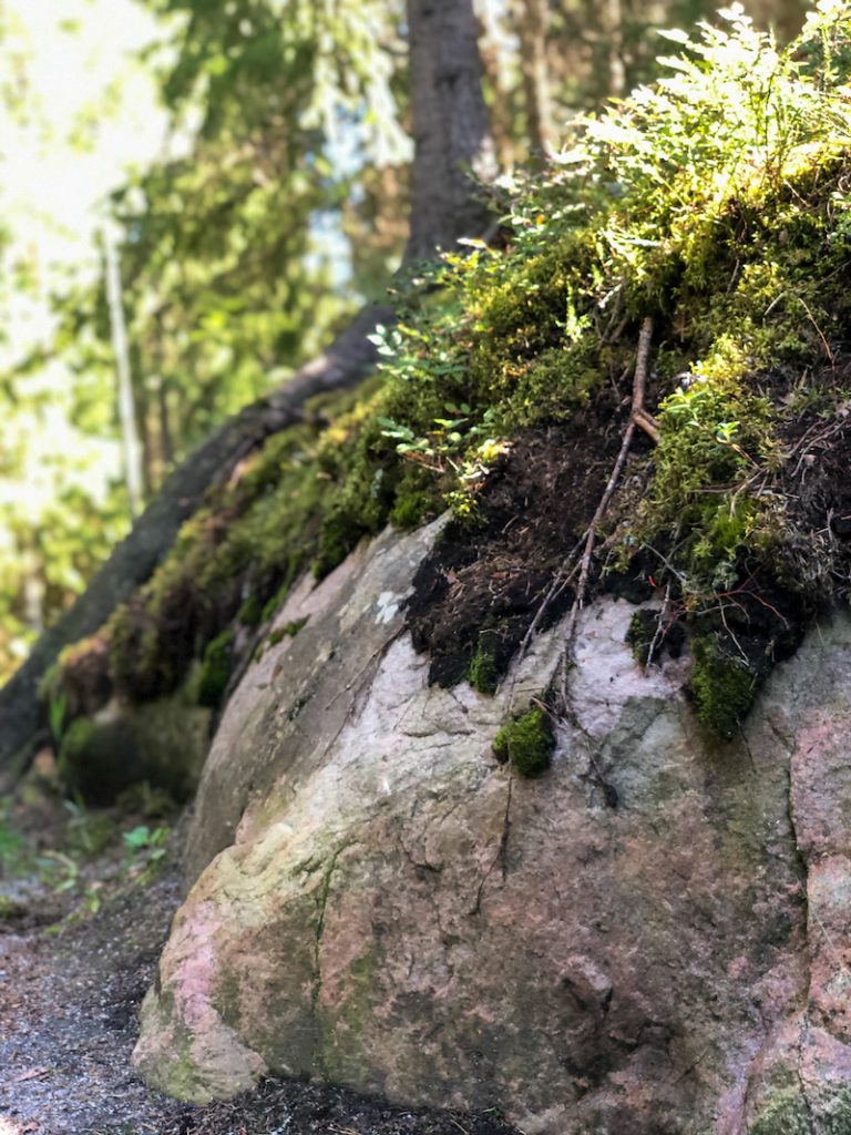 Sammaleinen kallio luontopolun varrella.